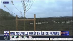 Une nouvelle forêt en Ile-de-France