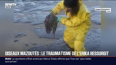 Oiseaux mazouté: 26 ans après son naufrage, du fioul s'échappe encore du pétrolier Erika et a des conséquences sur l'environnement et les animaux 