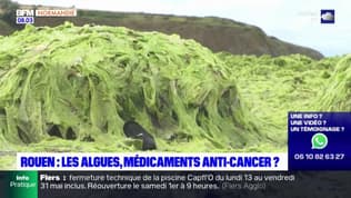 Rouen: les algues étudiées comme traitement contre le cancer
