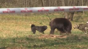 Une association autrichienne de défense des animaux à révélé par une vidéo que Royal Canin sponsorise des combats entre chiens et ours en Ukraine.