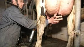 Fin des quotas laitiers: mauvais signe pour les petits producteurs