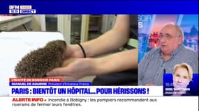 Paris: bientôt un hôpital pour les hérissons