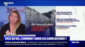 Face au gel, comment aider les agriculteurs ?