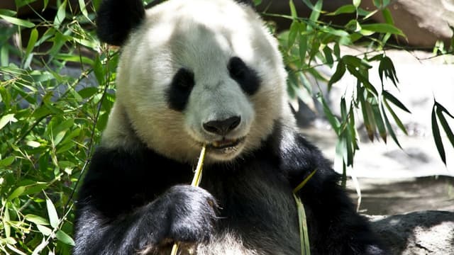 La fabrication de papier à partir du bambou nécessite d'en éliminer le fructose afin d'extraire les fibres: une étape qui intervient naturellement dans l'appareil digestif du panda