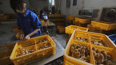 Vaccination dans une ferme de volailles en Chine. Deux habitants du Henan, province du centre de la Chine, ont contracté la nouvelle variante de la grippe aviaire, H7N9, et il s'agit des premiers cas signalés dans cette région, alors que le nombre de décè