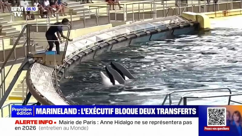 Regarder la vidéo Marineland: le gouvernement s'oppose au transfert de deux orques au Japon