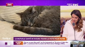 La mutuelle santé refuse de rembourser les soins du chat et soupçonne la propriétaire de mensonge
