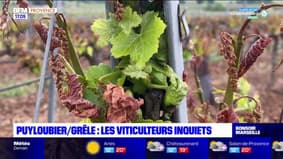 Puyloubier: les viticulteurs inquiets d'un possible épisode de grêle