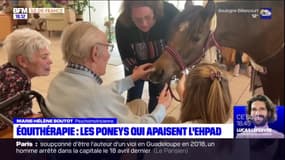 Essonne: l'équithérapie, quand les poneys apaisent les résidents d'un Ehpad