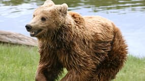 L'ours brun a été réintroduit en France, notamment dans les Pyrénées.