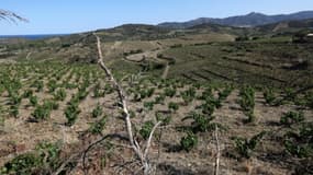 Le vignoble des Clos de Paulilles touché par la sécheresse, le 8 août 2023 à Port-Vendres, dans les Pyrénées-Orientales. 