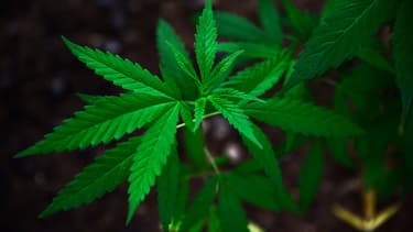 Des plants de cannabis ont été retrouvés (photo d'illustration)