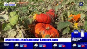 Europa-Park: 180.000 citrouilles dans le parc pour Halloween