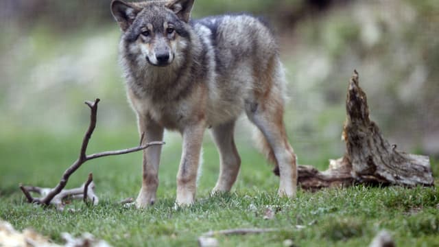 Loup (illustration)