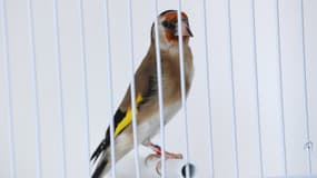 Le chardonneret élégant est une espèce d'oiseau appréciée pour son plumage et son chant mélodieux.