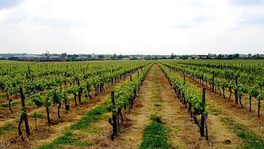 Les vignes françaises ont souffert de la mauvaise météo et des intempéries du mois d'août.