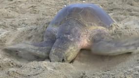 Ces tortues pondent par milliers sur une plage du Mexique