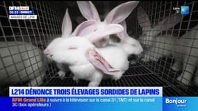 Nord-Pas-de-Calais: L214 dénonce trois élevages sordides de lapins