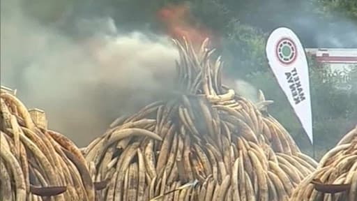 Le Kenya a brûlé ce samedi 105 tonnes d'ivoire, soit 5% du stock mondial. 