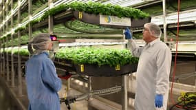 Une ferme verticale d'AeroFarms dans le New Jersey