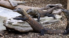 Le varan de Komodo peut peser 160 kilos une fois adulte.