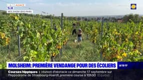 Bas-Rhin: des jeunes souffrant de troubles de l'apprentissage participent aux vendanges à Molsheim