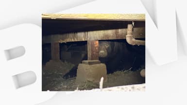 Un évacué des feux de Los Angeles a trouvé un ours sous sa maison en rentrant chez lui