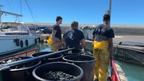 La dépollution du port de Saint-Laurent-du-Var a débuté le 8 mai après l'incendie de cinq bateaux survenu le 1er.