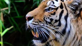 Pour la première fois, le génôme du tigre a été décodé.