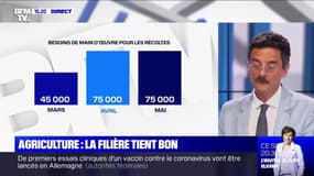 Agriculture : comment la filière fait face à l'épidémie de coronavirus ?