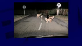 La famille de lynx sur la route. 