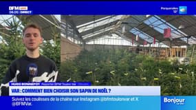 Var : comment bien choisir son sapin de Noël ? 