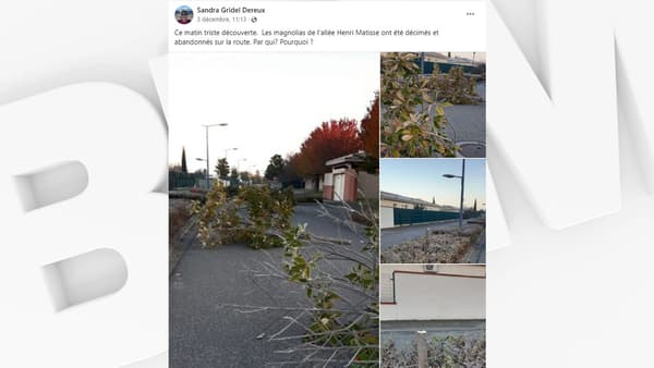 Photos publiées le 3 décembre 2023 sur le groupe Facebook "Colomiers ma ville... je l'aime !", montrant des arbres abattus dans la nuit
