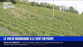 80 hectares de vignes plantés en 4 ans: la jeune filière de vin normand a le vent en poupe