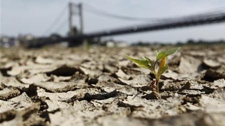 Jeune pousse sur les rives de la Loire, près du pont d'Anjou-Bretagne, à Ancenis, alors que le niveau du fleuve est en baisse. La sécheresse exceptionnelle qui sévit en France menace d'être plus grave qu'en 1976, l'un des printemps les plus secs, selon la