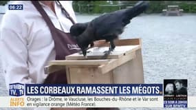 Au Puy du Fou, les corbeaux sont dressés pour ramasser les mégots