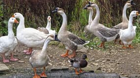 Des animaux des la basse-cour du jardin Chlorophylle de Roubaix ont été décapités le week-end dernier. (Photo d'illustration)