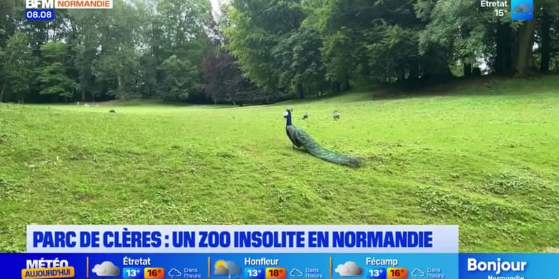 Normandie: le zoo insolite du parc de Clères, dans les jardins d'un château