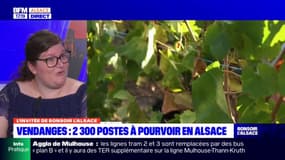 Alsace: top départ pour les vendanges un métier "ouvert à tout le monde"