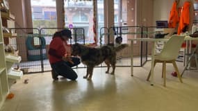 Une garderie pour chiens à Strasbourg.