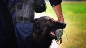 Image d'illustration: un chien malinois recruté par un groupement d'investigations cynophiles (gendarmerie), se prête à un exercice d'entraînement, le 15 juin 2009.