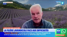 Changement climatique, tourisme… Les enjeux d'une éventuelle inscription de la lavande à l'Unesco