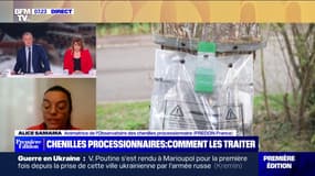 Chenilles processionnaires: même si elles sont dangereuses, il ne faut pas "les tuer à 100%" selon Alice Samama