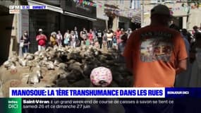 Manosque: une première transhumance dans les rues de la ville  