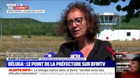 Béluga piégé dans la Seine: des scientifiques et vétérinaires vont examiner l'animal pour définir quelles solutions lui apporter