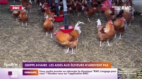 Grippe aviaire: les aides aux éleveurs n'arrivent pas 