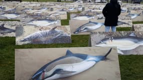 La LPO a exposé, le 22 février sur l'esplanade des Invalides à Paris, des centaines de photos de dauphins morts. 