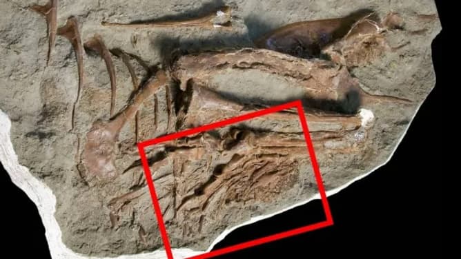 Le fossile des derniers repas d'un dinosaure Gorgosaurus libratus retrouvé en 2009 au Dinosaur Provincial Park, dans l'Alberta au Canada, a été identifié comme étant des pattes de dinosaure Citipes elegans, selon une étude parue le 8 décembre 2023 Le fossile des derniers repas d'un dinosaure Gorgosaurus libratus retrouvé en 2009 au Dinosaur Provincial Park, dans l'Alberta au Canada, a été identifié comme étant des pattes de dinosaure Citipes elegans, selon une étude parue le 8 décembre 2023