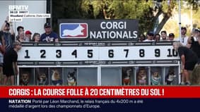 Les images d'une course folle de corgis aux États-Unis