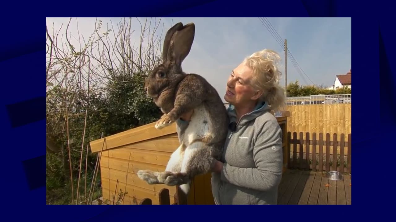 Darius, le "plus grand lapin du monde", a été volé en Angleterre